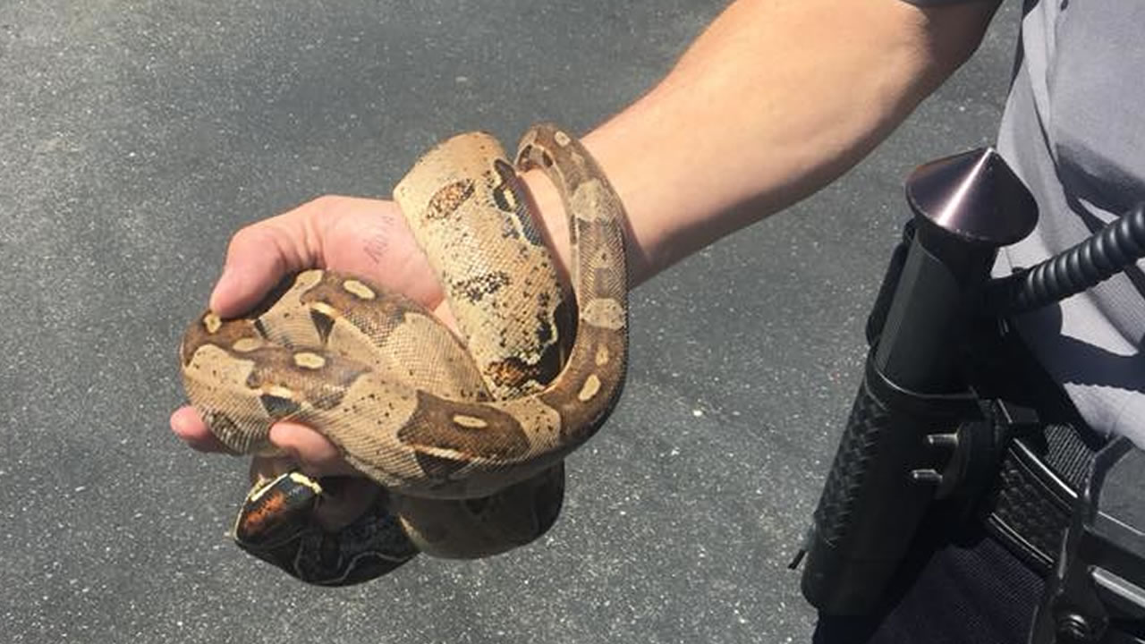 Snake found in Oakland airport rental car