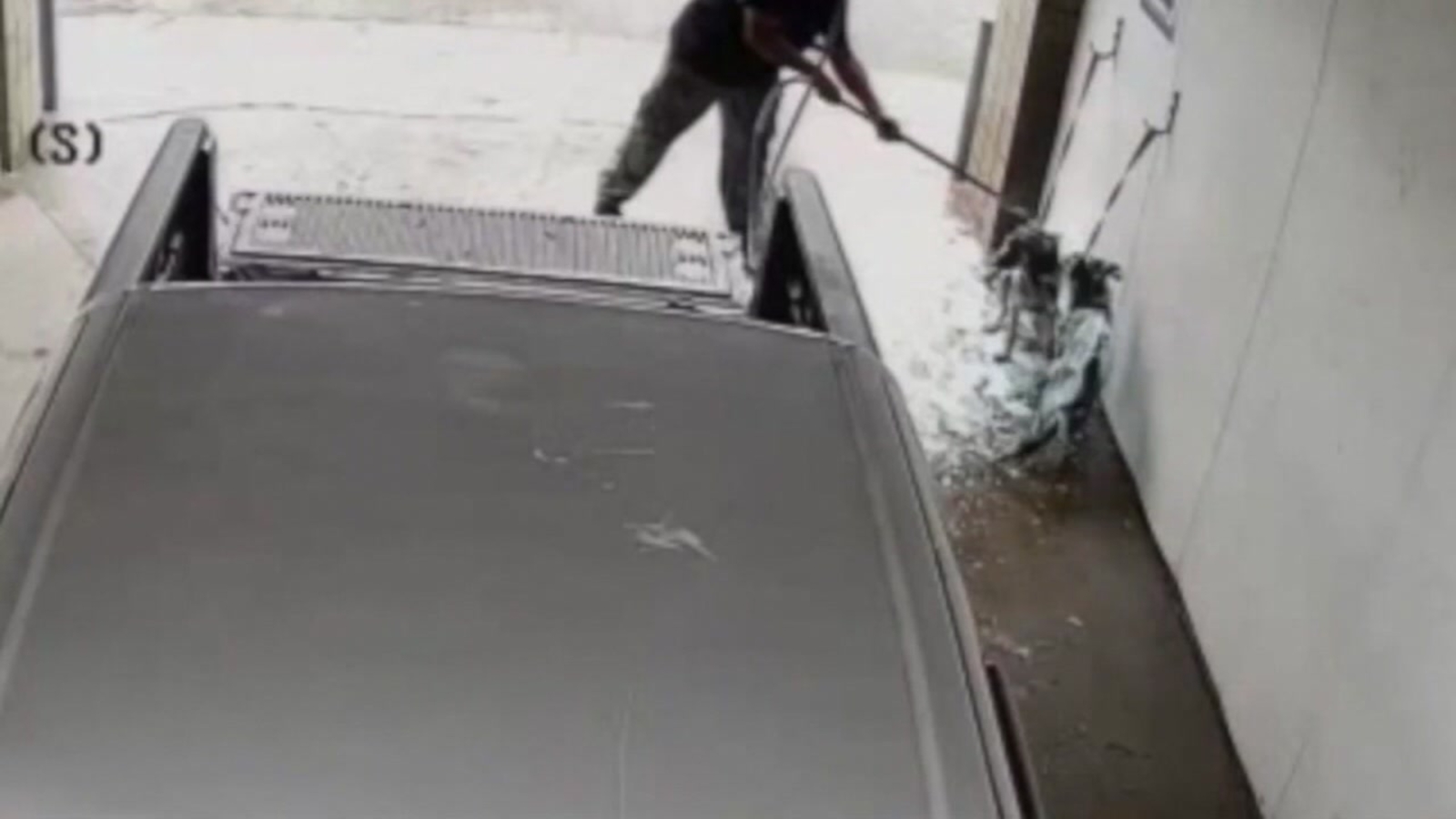 Man charged with animal cruelty after washing dogs at car wash - ABC7 ...