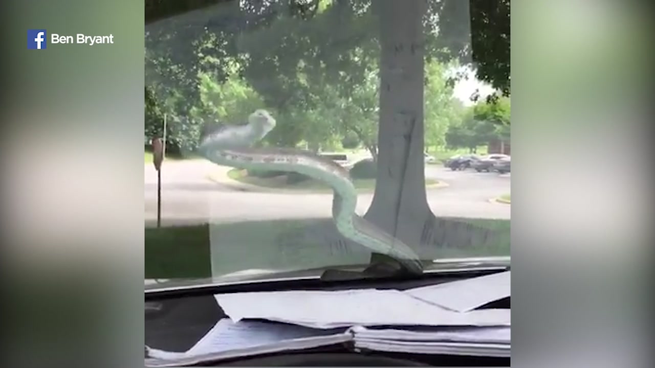 NC driver surprised by snake on windshield