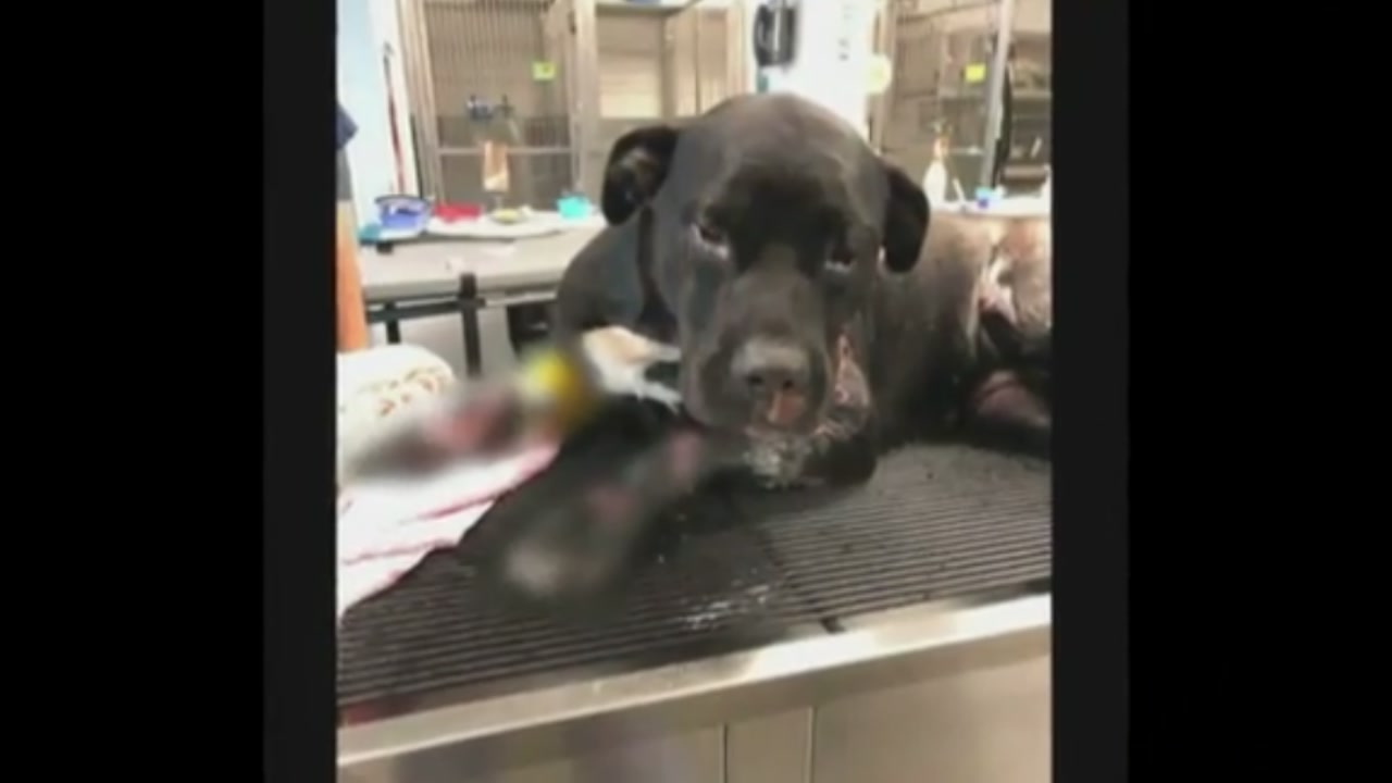 A dog is recovering after being dragged behind the truck for at least a half mile.