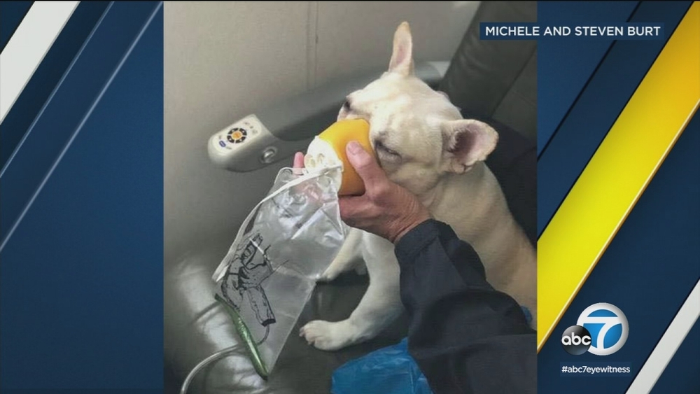 JetBlue flight crew helps dog in distress