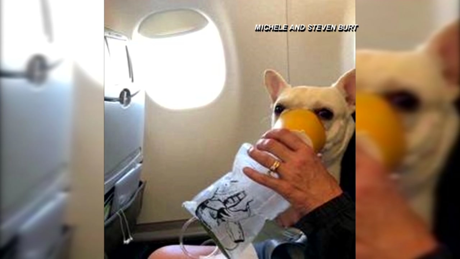 Dog flight. Собака в полете. Dog flight. Собака в салоне самолета. Собака вертолет.