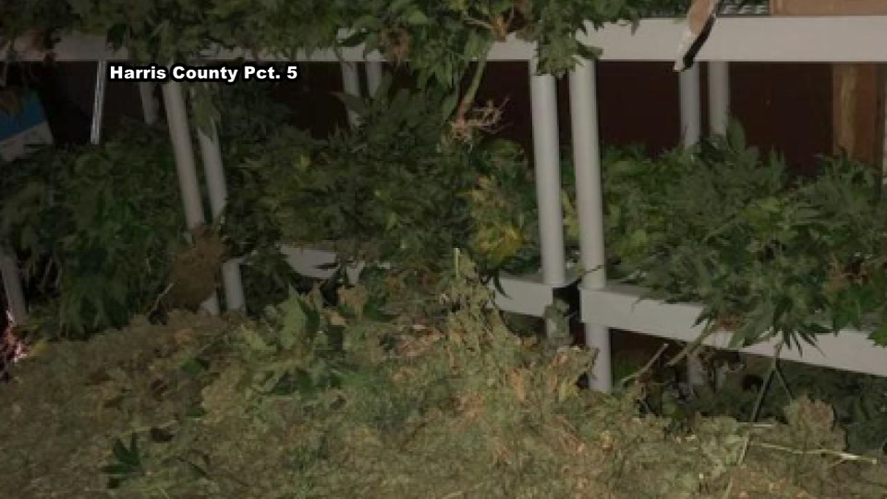 Marijuana plant seizure