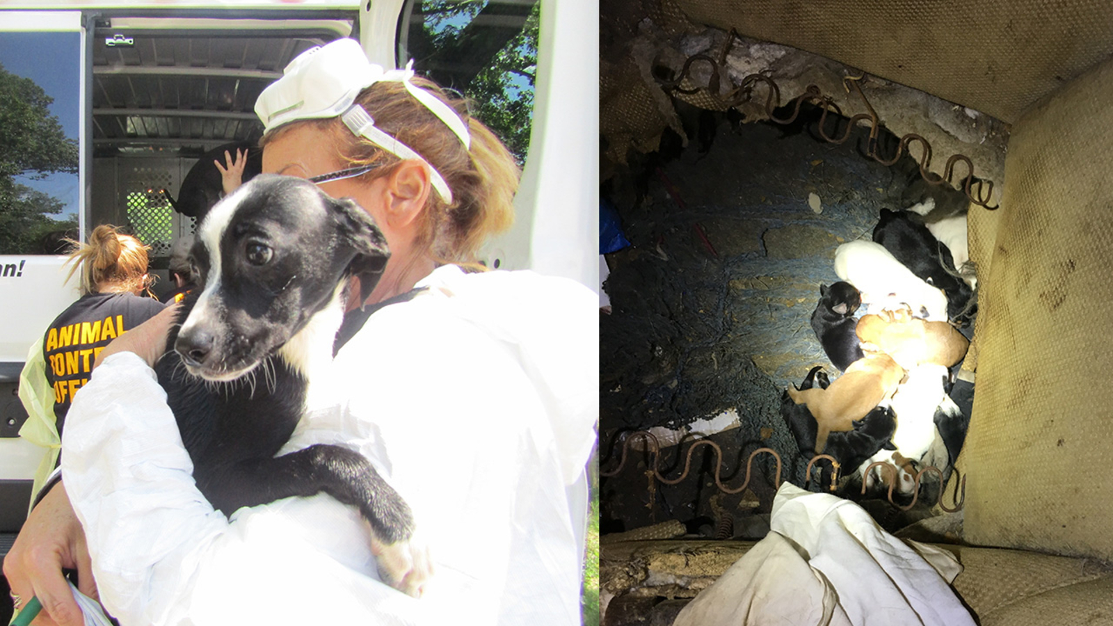 Man charged after 40 dogs found living in squalor in New Jersey home ...