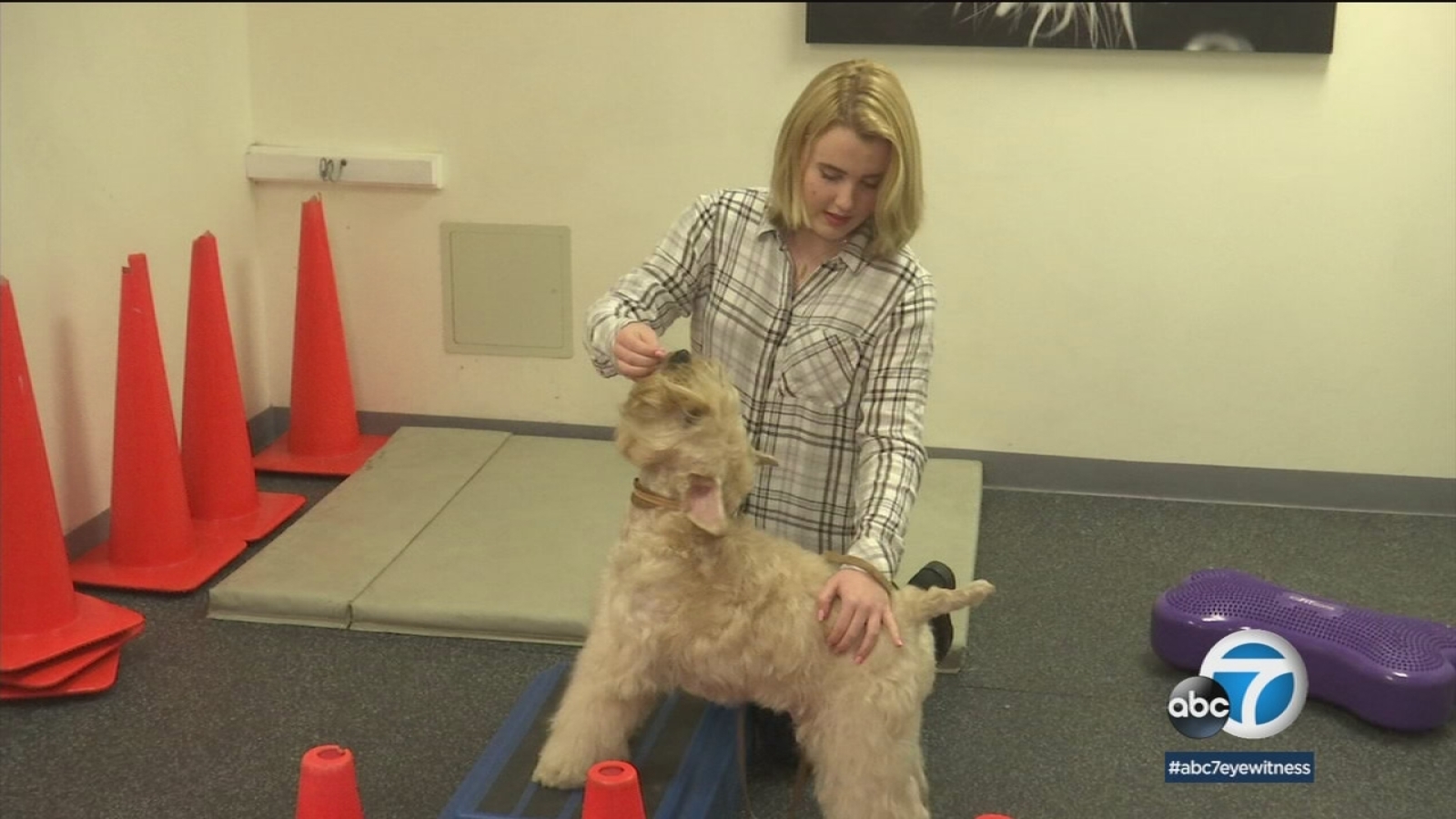 Teen works toward veterinary career at West LA internship ABC7 Los