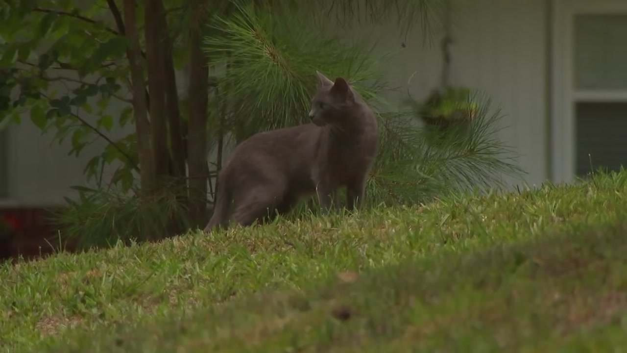 Rabies cases confirmed