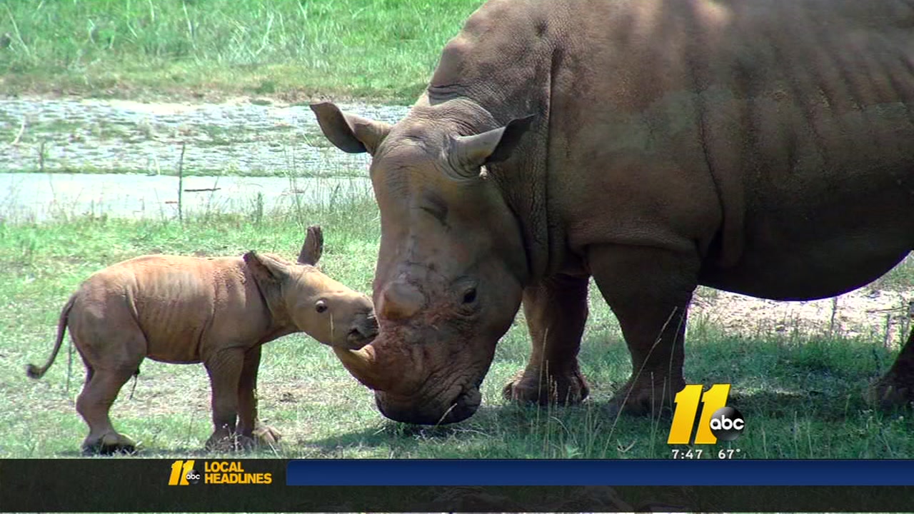 NC Zoo announces birth of white rhino - ABC11 Raleigh-Durham
