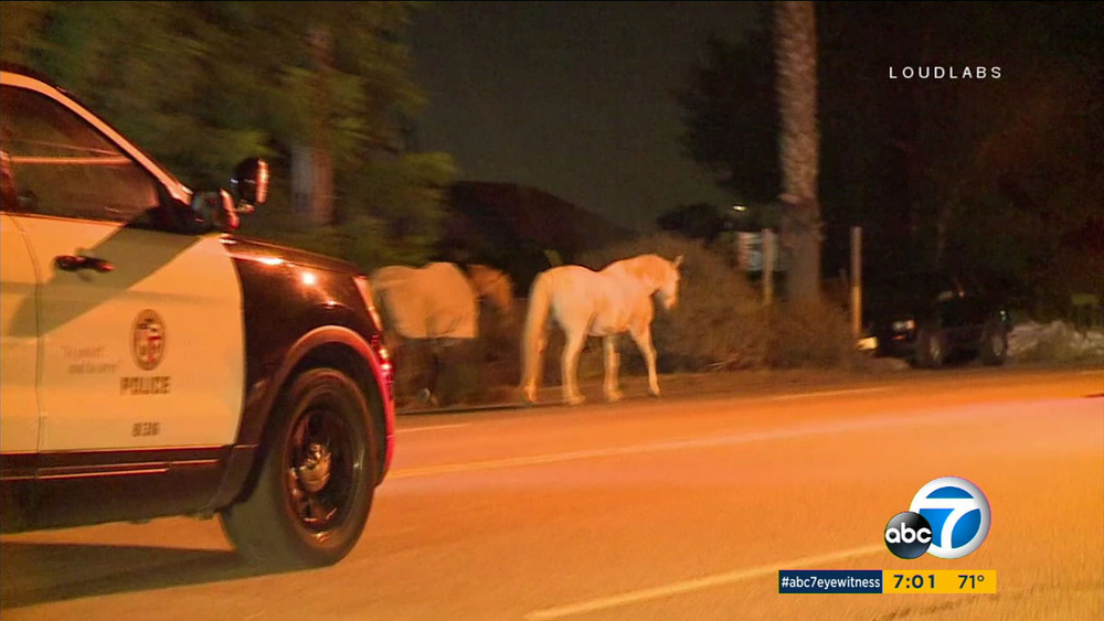 Horses caught roaming free on Lake View Terrace street