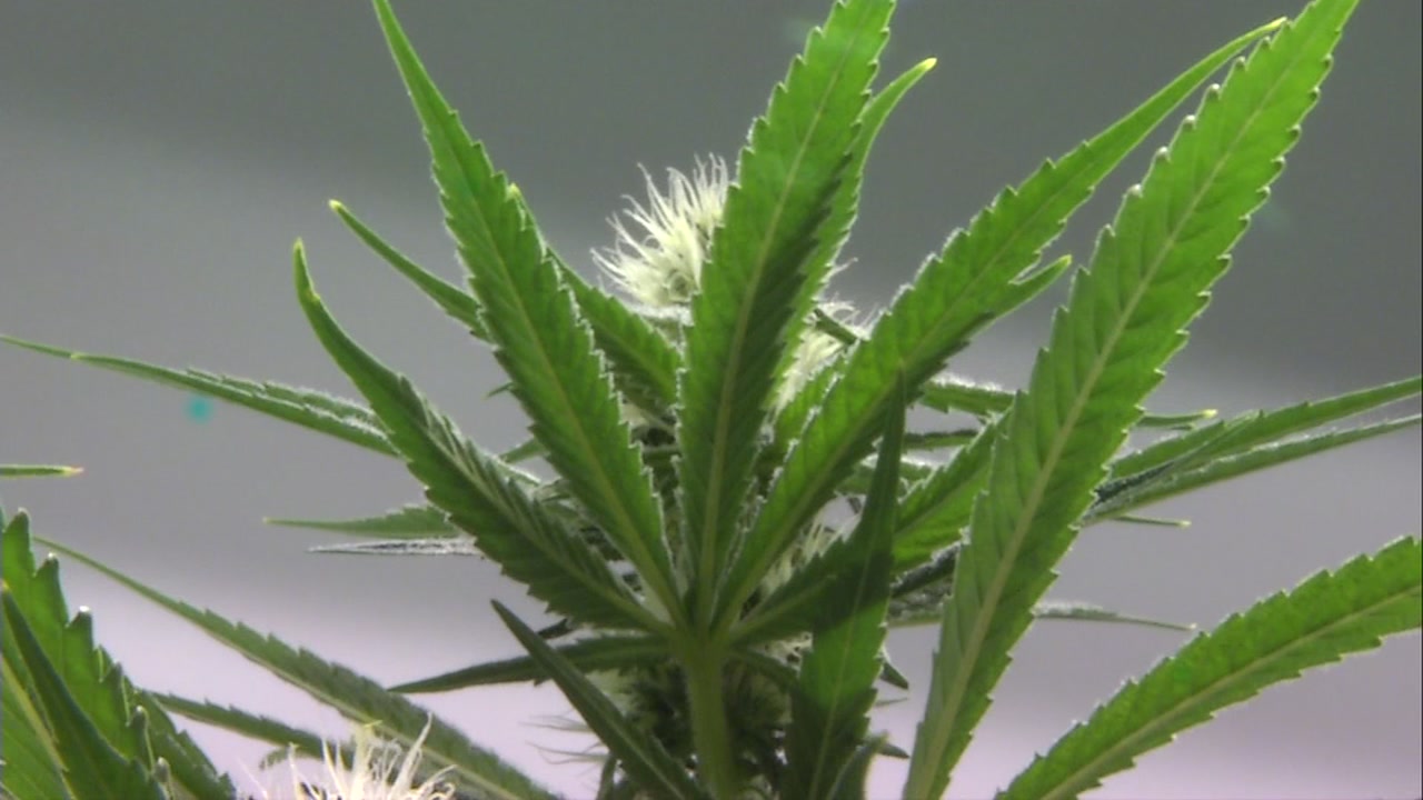 Pittsburg approves first ever commercial cannabis permit
