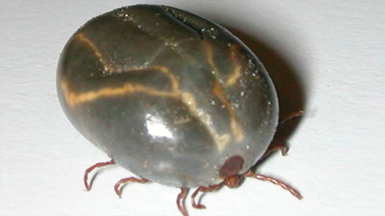 Invasive longhorned tick makes its way to Staten Island ABC7 New York