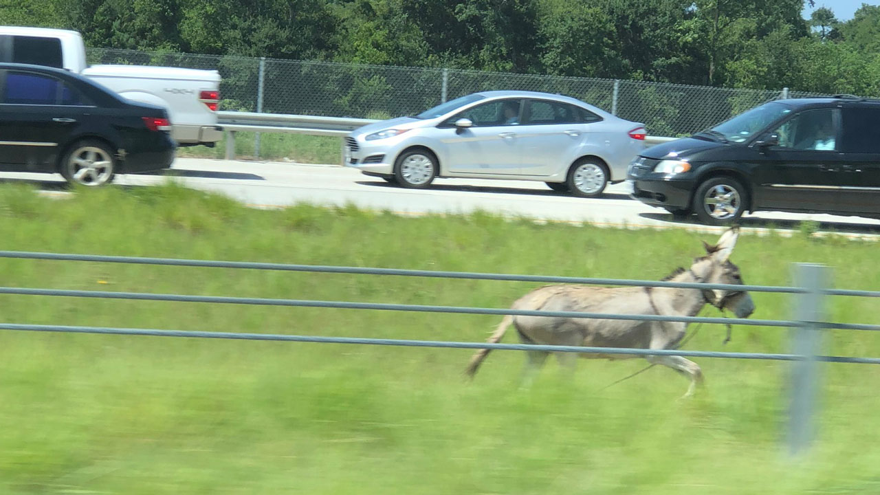VIDEO: Donkey dashes alongside traffic in The Woodlands
