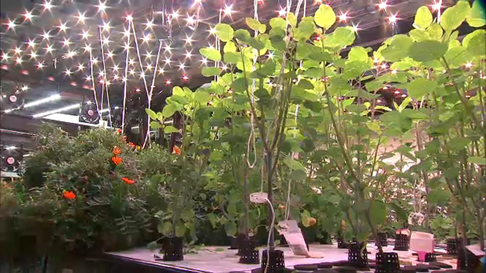 Farm.one brings farm-to-table to the heart of Manhattan - ABC7 New York