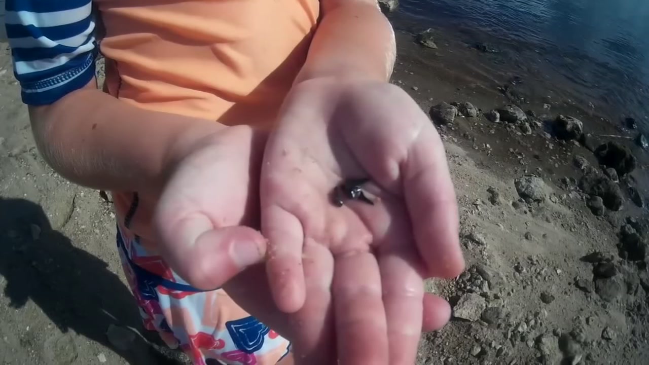 Hidden Gem: Sharks Tooth Island On The Cape Fear River