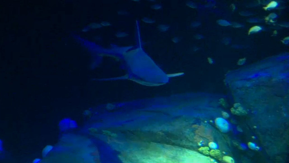 Expert: Increased shark sightings indicate healthier waters