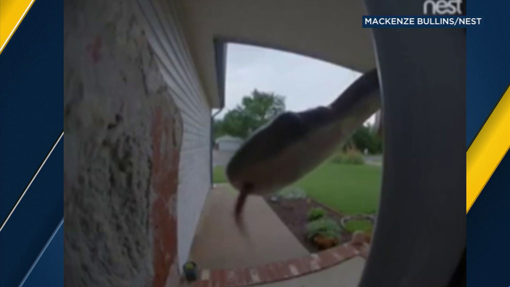 Snake caught slithering over doorbell camera
