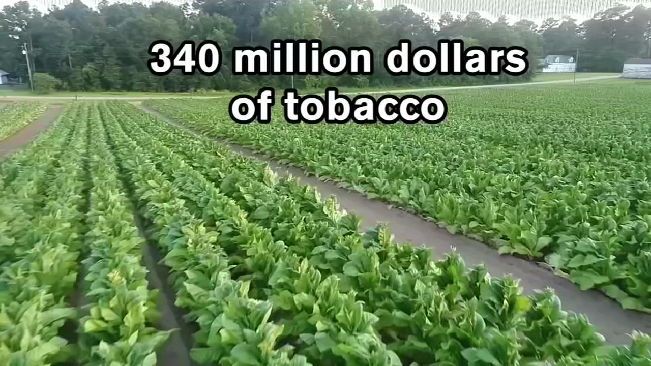 who first discovered tobacco A medical history of smoking, from cure to killer