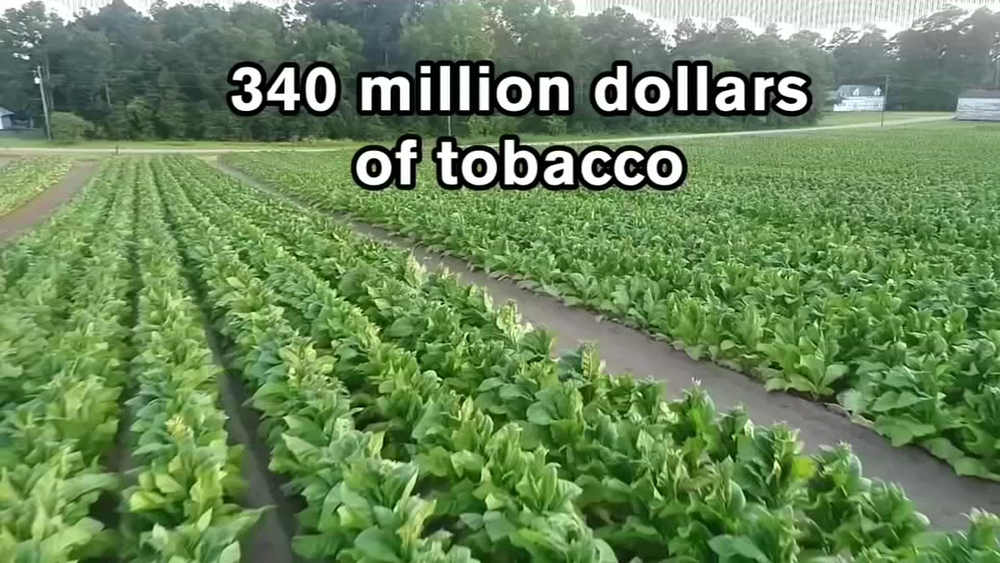 tariffs tobacco Tariff Classification for Import and Export - Delta Baco Tariffs - Tobacco Reporter
