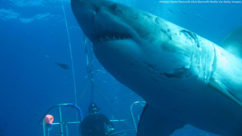 Meet Deep Blue, the biggest great white shark ever filmed