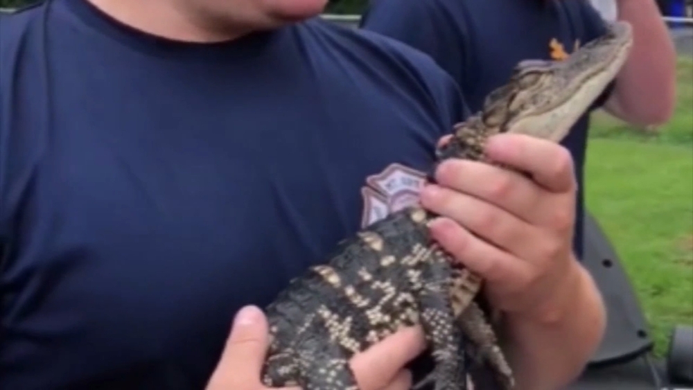 Alligator found in Prospect Park