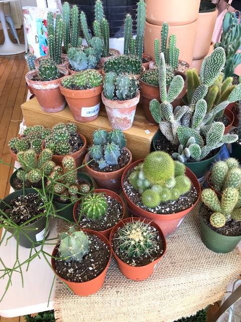 NOW OPEN: The Zen Succulent in downtown Raleigh - ABC11 Raleigh-Durham