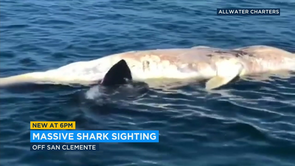 VIDEO: Shark feasts on dead whale in San Clemente waters