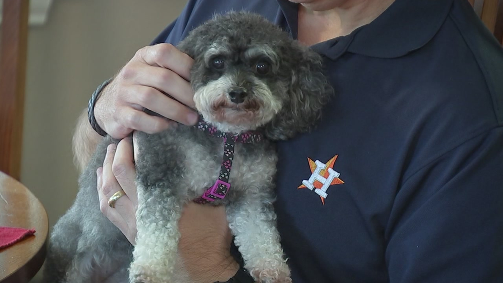 This app can help you make extra cash walking dogs ABC13 Houston