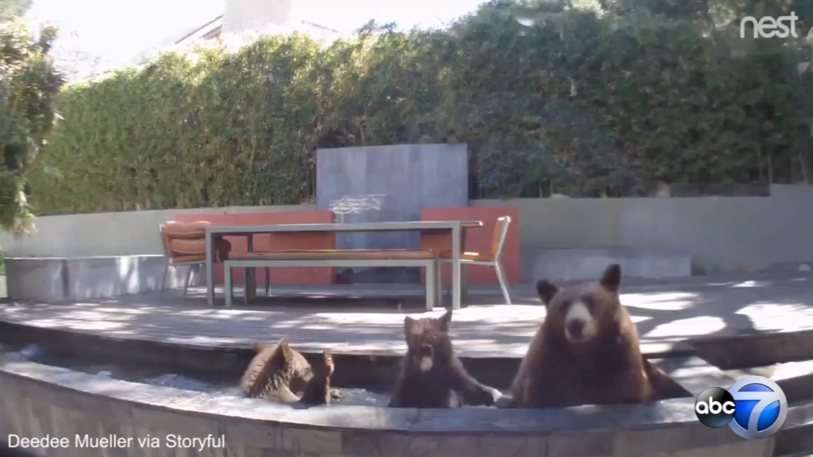 Bear family splashes around in backyard pond ABC7 Chicago