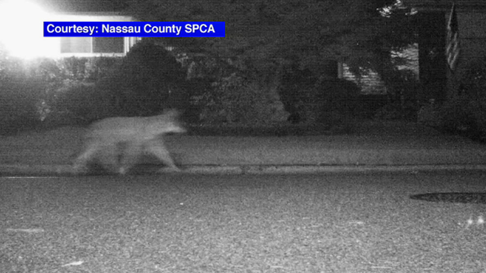 SPCA warns Roslyn, Long Island, residents to protect pets after coyote