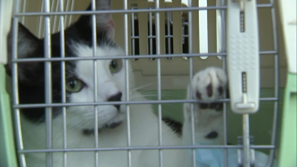 Rescue operation flies more than 100 cats from LA to Seattle