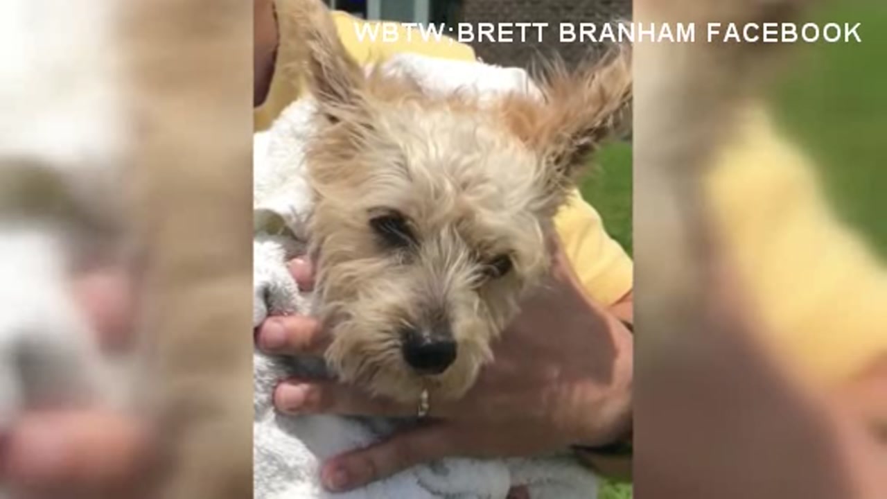 Puppy recovering after being thrown from SUV in Myrtle Beach