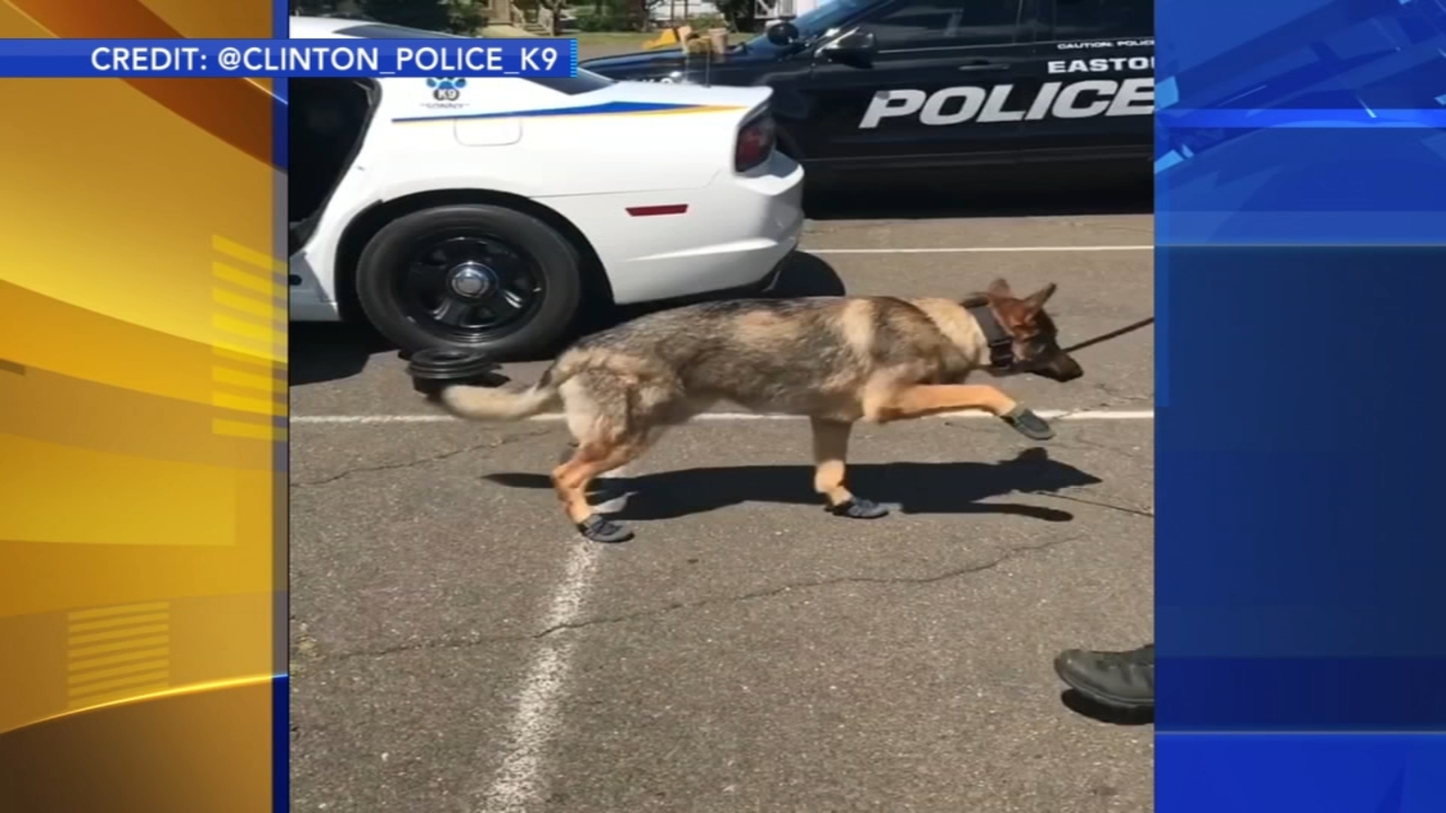 VIDEO Police K9 gets used to new booties ABC7 Chicago