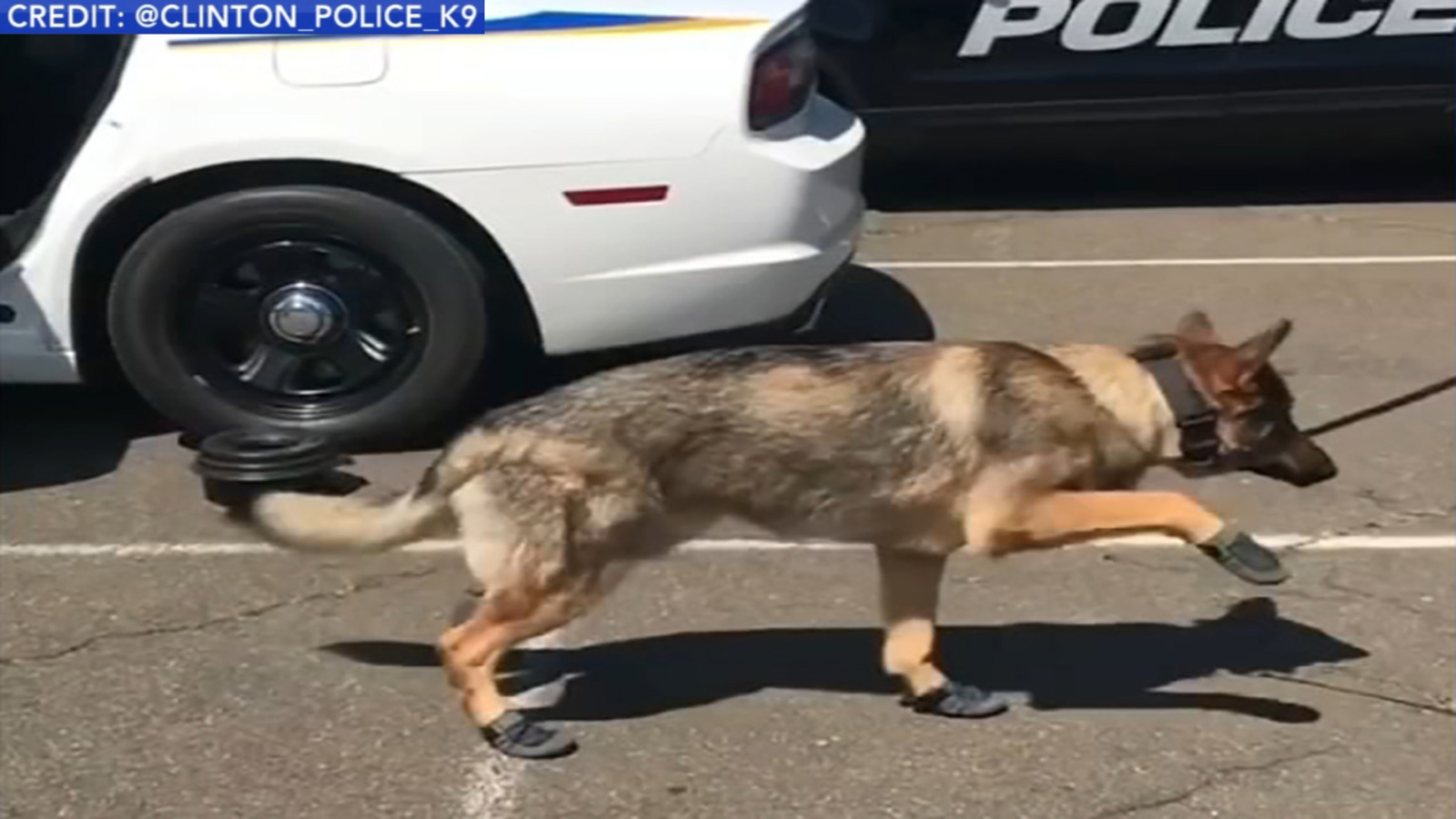 ADORABLE K9 cop 'gallops' around as he gets used to his new booties