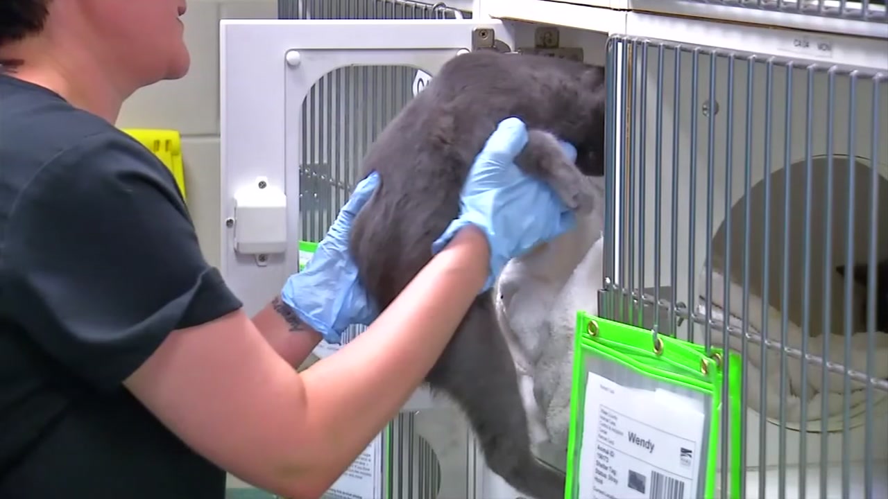 Family takes home rabid kitten