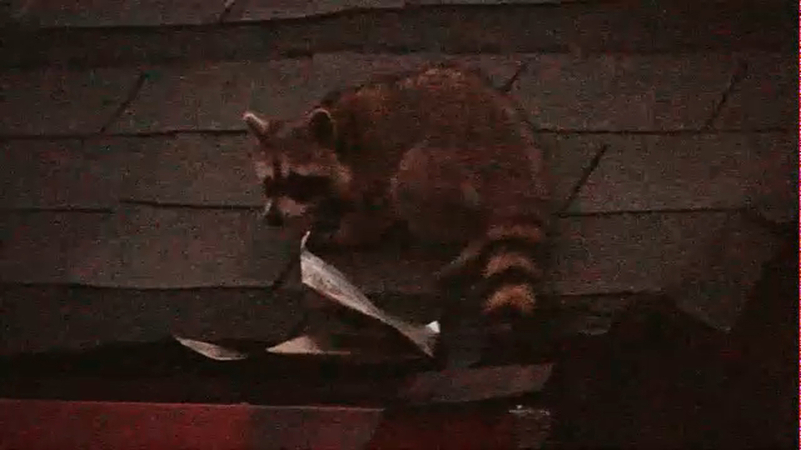 Raccoons raise fear and concern in East Elmhurst, Queens neighborhood