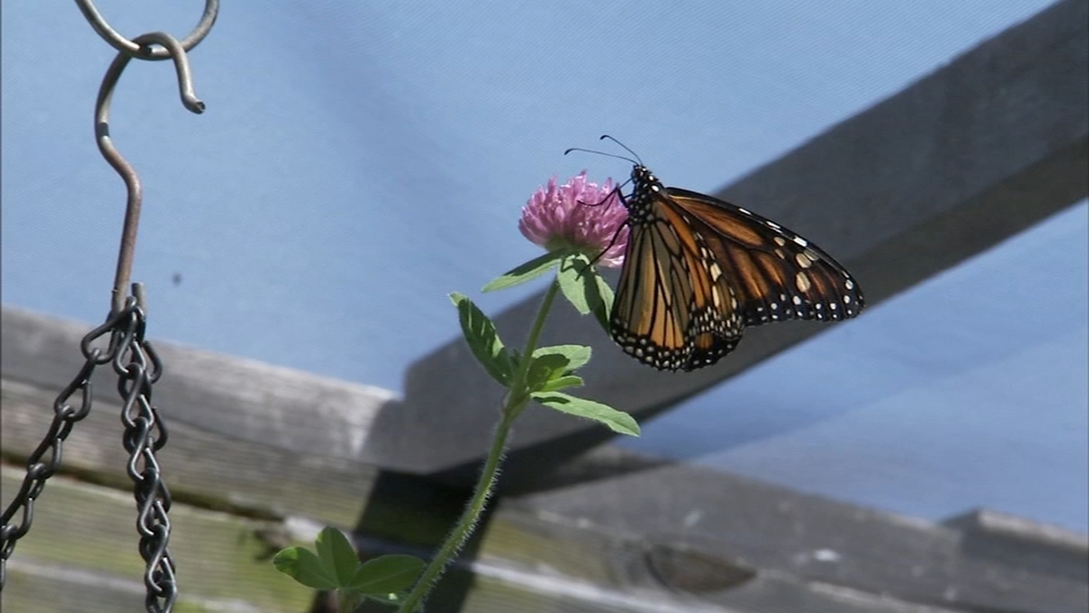Art of Aging: Couple transforms yard into butterfly garden