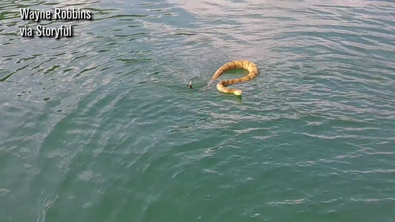 Family gets unexpected visit by a rattlesnake on Fontana Lake