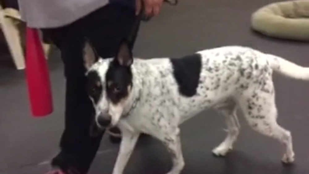 Animal trainer caught on camera hitting dog with bat