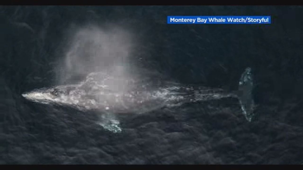 VIDEO: Dolphins having fun with whales in Monterey Bay