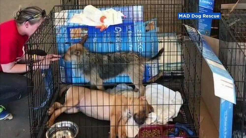 Bay Area nonprofit comes to rescue of pets affected by wildfire