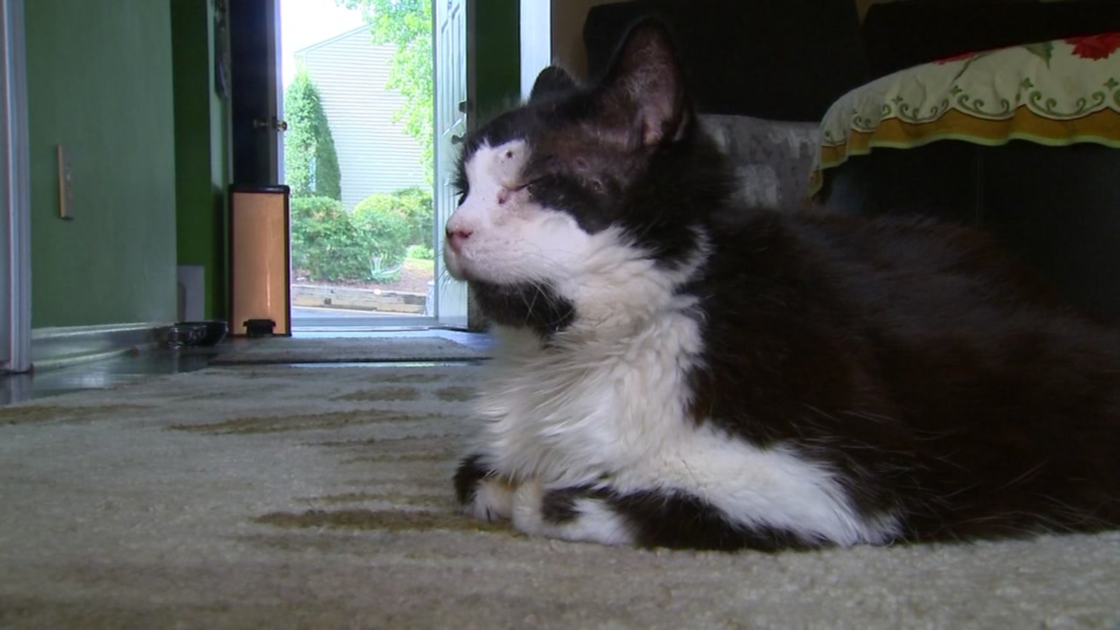 Cat recovering after being shot 15 times with BB gun ABC13 Houston