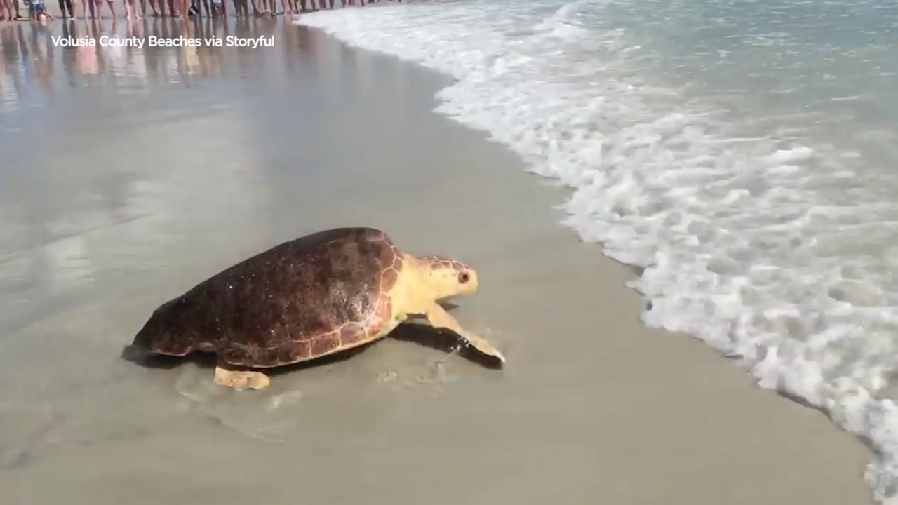Watch: Loggerhead turtle triumphantly returns to the sea