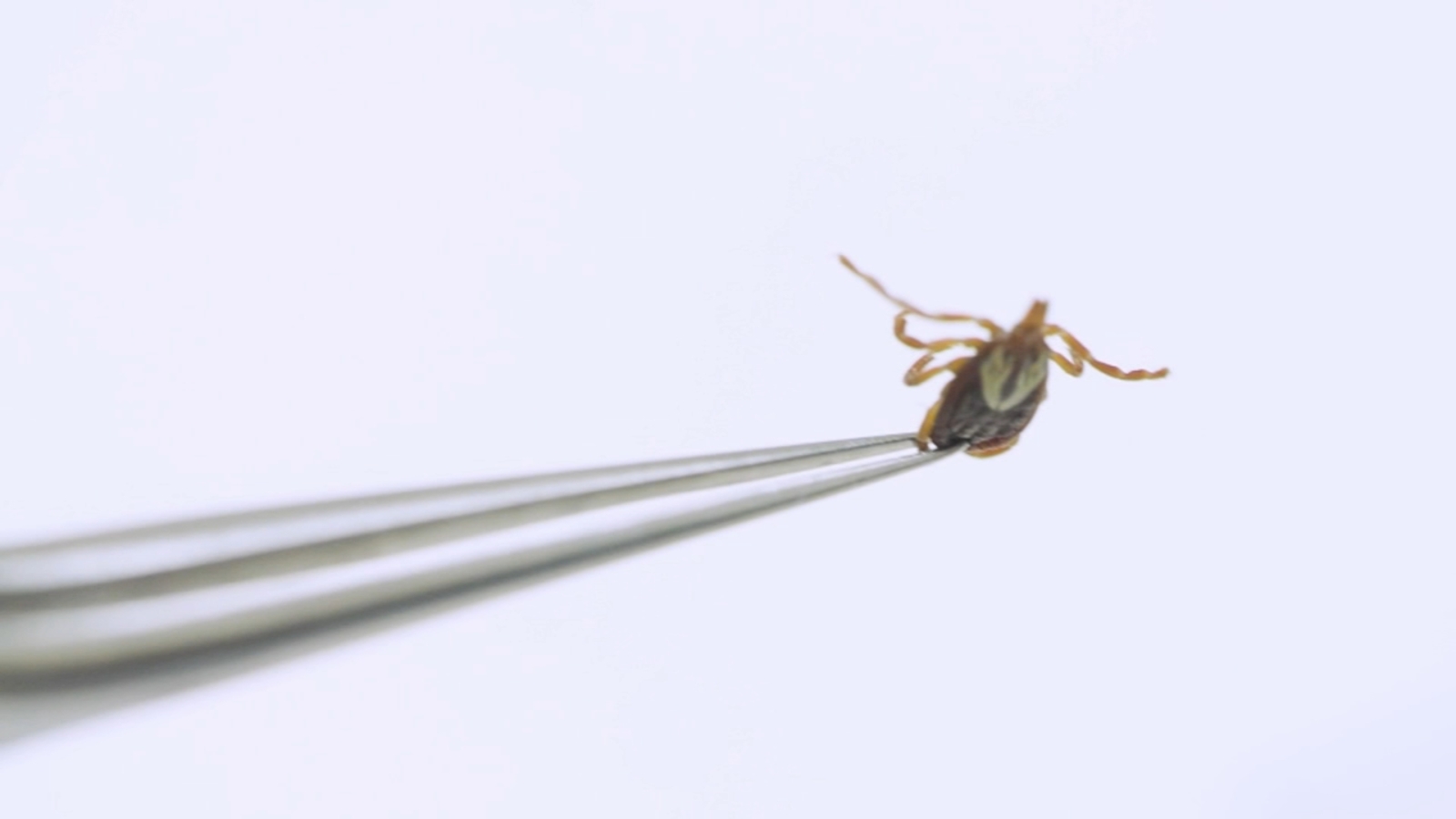 Health officials warn of new tick species found in Pennsylvania - 6abc ...