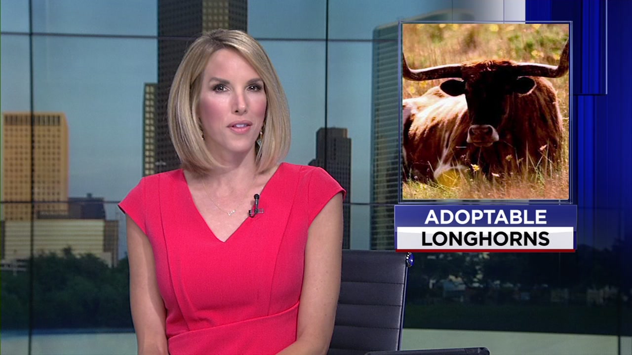 Longhorns up for adoption through the Humane Society of North Texas