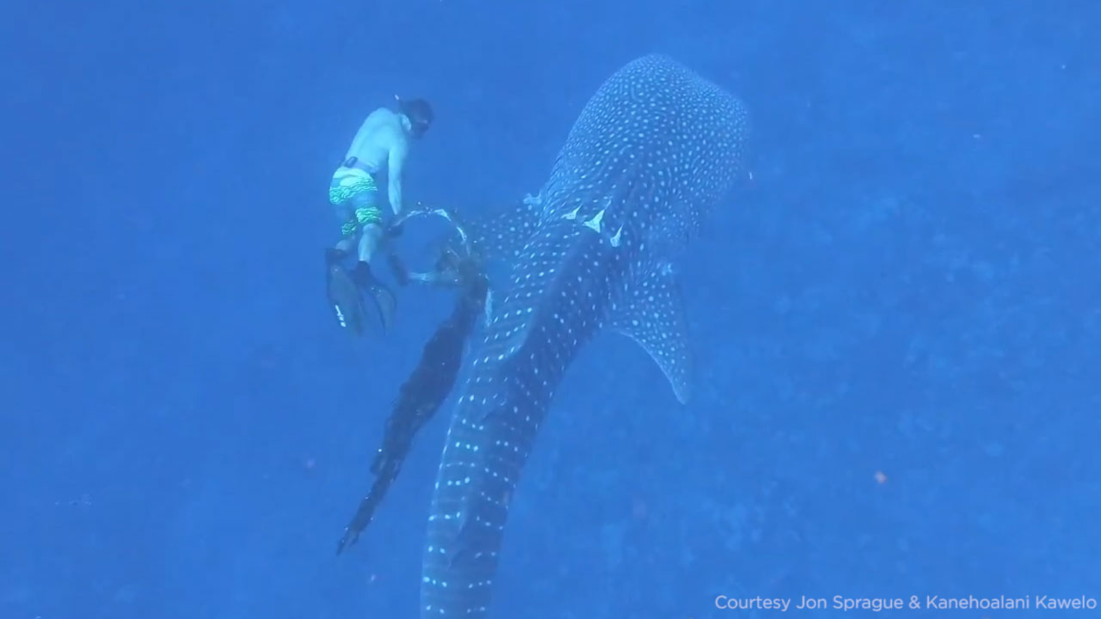 Divers in Hawaii free 20foot whale shark trapped in heavyduty fishing