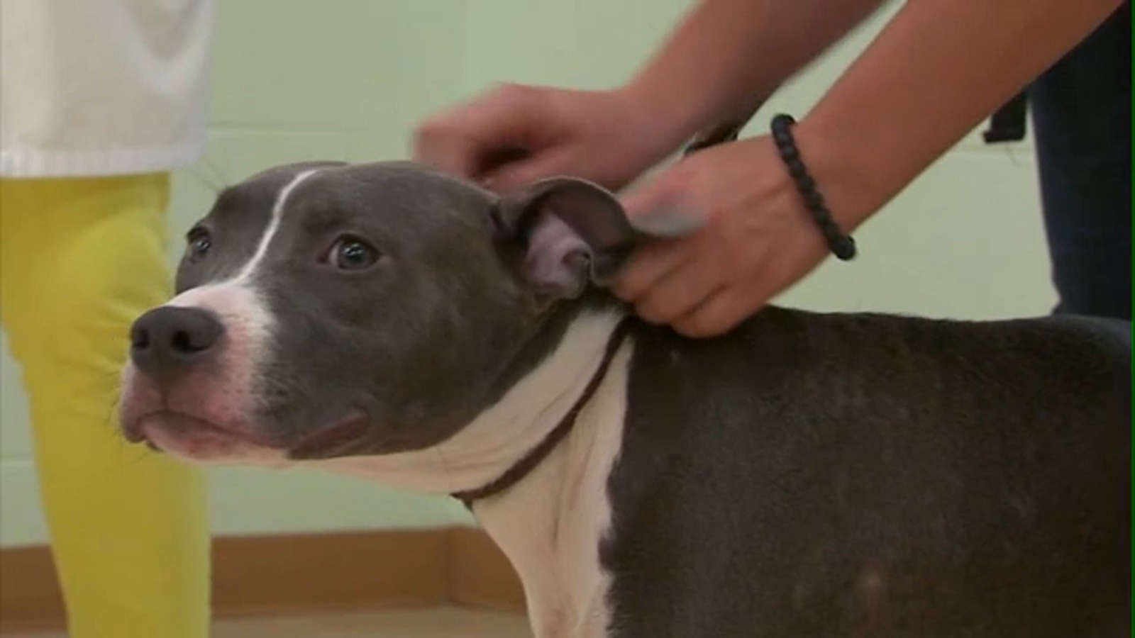 New Jersey Police identify suspect who abandoned pit bull, leaving dog