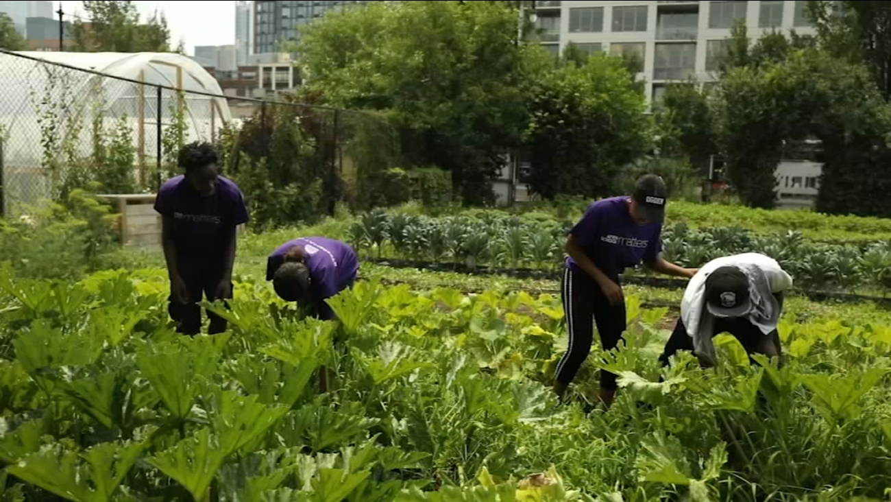 Newsviews Chicago urban agriculture ABC7 Chicago
