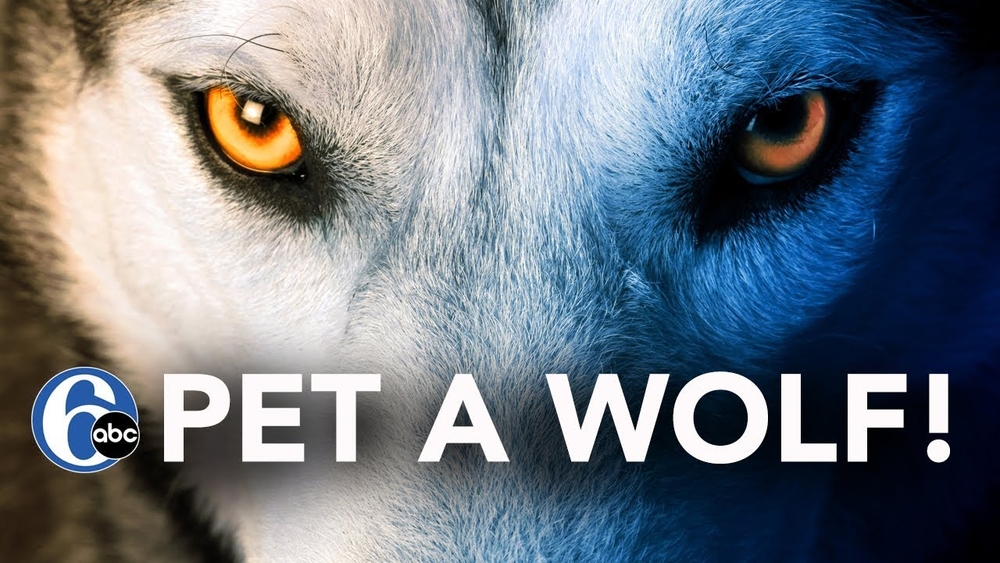 Did you know? NJ has a home to take care of wolves