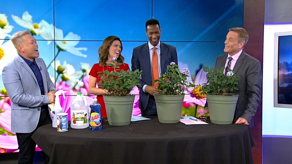 Tips for refreshing your summer garden