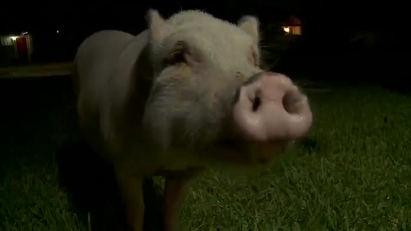 Beloved pig who disappeared in NW Houston neighborhood found safe
