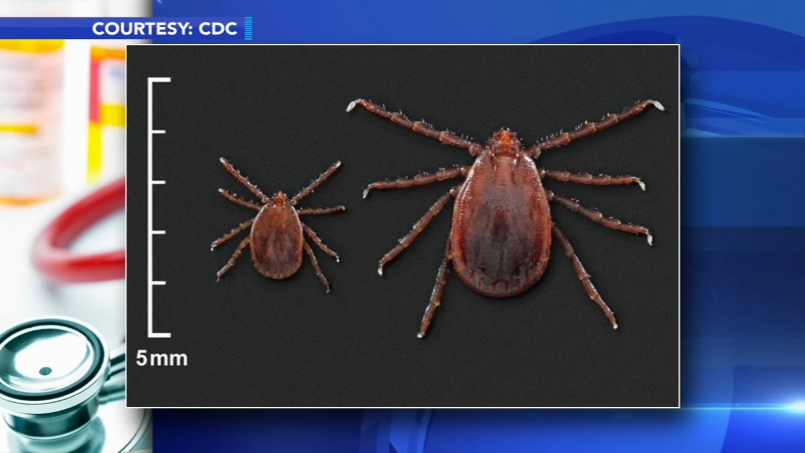 New tick species causing health, livestock concerns 6abc Philadelphia